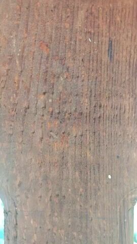 A close-up, vertical shot shows weathered, dark brown wooden planks. The wood grain is clearly visible, with faint lines running vertically. Scattered across the surface are small, irregular specks of orange, possibly rust or discoloration. In the upper portion of the frame, a black metal double hook is attached to the wood with a single screw. The hook is slightly chipped, revealing a gray surface underneath. The background is out of focus, but hints of a brighter area, possibly indicating a window or opening, can be seen at the very bottom. The video is static with no discernible movement or activity.