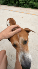 Friendly encounter with a street dog in Rawai