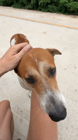 Friendly encounter with a street dog in Rawai