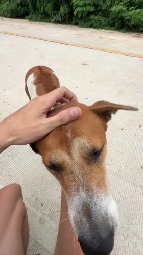 Friendly encounter with a street dog in Rawai