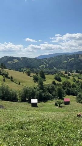 A panoramic shot of a lush green hillside under a bright blue sky with scattered white clouds. Two small wooden structures with red roofs are visible on the slope. In the distance, rolling hills covered in trees stretch towards a hazy horizon. A lone cow is grazing on the grass in the foreground. The scene appears to be a peaceful rural landscape.