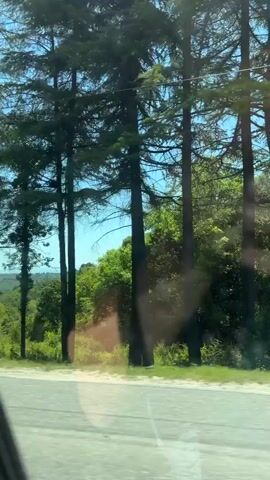 The video captures a view from a moving vehicle, looking out the side window at a passing landscape under a bright, clear blue sky. Tall pine trees and other green foliage line the road, which appears to be a paved or dirt road winding through a hilly, forested area. Power lines and utility poles are visible against the sky and among the trees.

The initial shot shows dense trees from a closer perspective, reflecting sunlight off the window. As the vehicle moves, the scene transitions to an intersection or fork in the road, with more distant hills covered in greenery. A wooden fence and a stone wall are briefly visible through the trees in later frames. The overall impression is of a scenic, rural drive on a sunny day. No people or text are visible in the video.