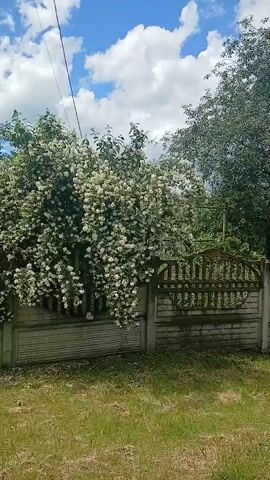 The video shows a bush full of white flowers in front of a concrete fence. The sky is blue with white clouds. There is grass in front of the fence.