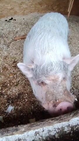 A pig is lying down in an enclosure filled with wood shavings. The pig has light-colored fur and a pink snout. A person's hand is seen offering the pig a piece of lettuce, which the pig begins to eat. The background shows wooden walls of the enclosure.