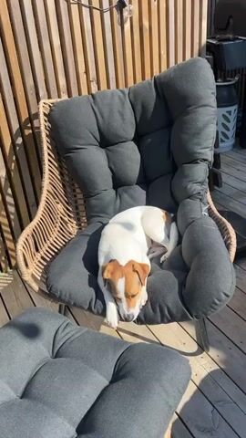 The video shows a sunny outdoor deck, with a Jack Russell Terrier sleeping in a wicker chair with a dark gray cushion.  To the right of the chair is a white, round side table with a potted plant, a phone, and a glass on it. Behind the table is a black propane grill. Beyond the grill is a patio area with a brown Chow Chow dog lying down on the stone tiles. The deck is surrounded by a wooden fence on one side and trees in the background.