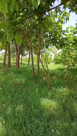 The video shows a first-person perspective of someone walking through a wooded area. The camera pans across a grassy clearing with several trees. The trees have smooth, light-colored bark and dense green foliage. The grass is tall and green, with some fallen leaves scattered on the ground. The sky is visible through the leaves, and it appears to be a clear, sunny day. The overall impression is one of a peaceful, natural environment.
