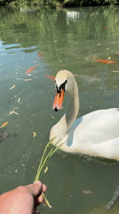 Visitors Feed Wildlife at Sirius Park During Morning Hours
