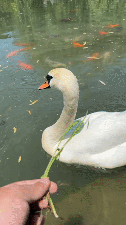 Visitors Feed Wildlife at Sirius Park During Morning Hours