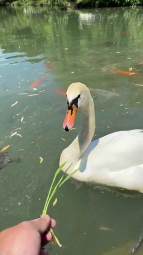 Visitors Feed Wildlife at Sirius Park During Morning Hours