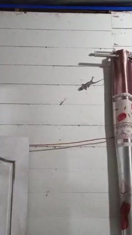 A lizard is climbing on a white wooden wall. There is a pink curtain on the right side of the video. There is a white door on the left side of the video.