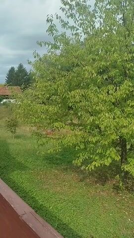 The video opens with a close-up shot of a tree with green leaves. The camera then pans to the right, revealing more trees and a grassy field. The sky is overcast, and there are some clouds in the distance. The video ends with a shot of a forest.