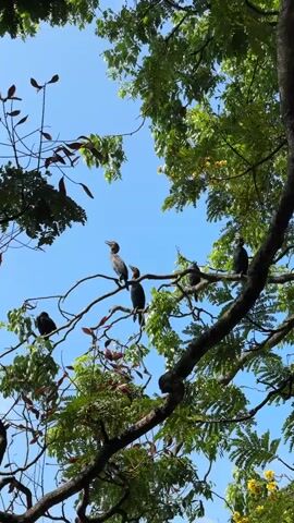 Several black cormorant birds sit in a tree. There are six birds visible, spread across various branches against a bright blue sky. The tree has green leaves and some yellow flowers. The leaves vary in shape, some are narrow and others are wider. Some dark red seed pods also dangle from the tree branches.