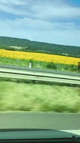 Here is a description of the video:

The video shows a fast-moving view from inside a vehicle, likely a car, as it travels down a highway. The perspective is from the passenger side, looking out towards the landscape. The landscape includes a hillside densely covered with green trees and foliage. Interspersed within the greenery are large patches of bright yellow, presumably fields of sunflowers or a similarly colored crop. The sky above is clear and blue with some wispy clouds.  The highway is visible with its guardrails and markers, and green grass is on the side of the road.