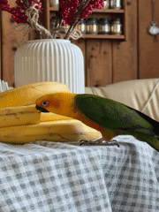 Colorful Sun Conure parrot spotted on tablecloth in Khimki