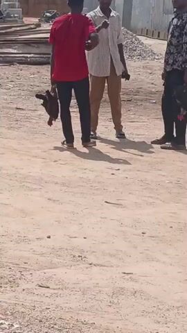 The video shows three men standing on a sandy, dirt-covered area. One man, wearing a red shirt and dark pants, holds a dark-colored chicken by its legs.  Another man is wearing a light-colored, striped, short-sleeved shirt with khaki pants. The third man has on a dark floral print shirt and dark pants. The men appear to be talking to each other.  The background shows metal beams and construction materials.