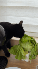 Black cat eats lettuce from bowl in Montenegro home