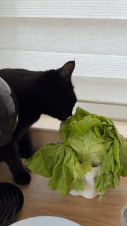 Black cat eats lettuce from bowl in Montenegro home
