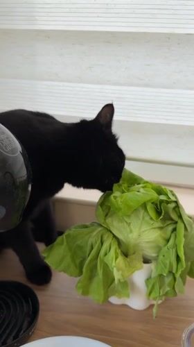 Black cat eats lettuce from bowl in Montenegro home