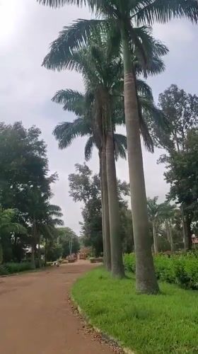 Rural medical district road documented in Vom, Nigeria
