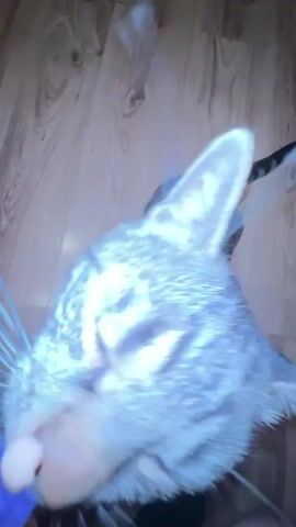 A tabby cat is being fed a treat from a purple packet. A person's hand, wearing a purple glove, holds the packet while the cat licks the treat out. The cat's eyes are visible, and its tongue is extended. The background appears to be a wooden floor. The video is shot from a close-up, overhead perspective.