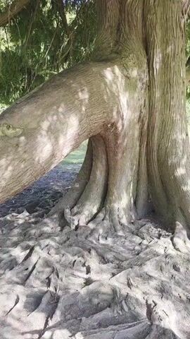 The camera pans up from the roots of a large tree to its branches. The tree has thick, exposed roots that spread across the ground. The trunk is thick and textured with ridges. A large branch extends horizontally from the trunk, creating an arch-like space. The tree has green, fern-like foliage that filters sunlight. The sky is visible through the branches. The environment is shaded with light filtering through the leaves. There's no evidence of any humans or animals.