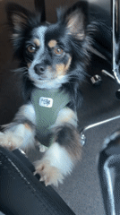 Dog enjoys playtime and attention in Paris home