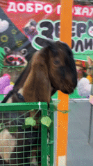Family visits petting zoo, travels on public transport