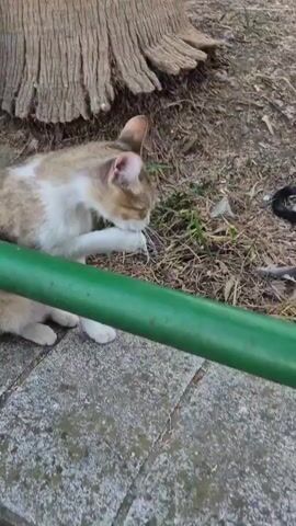 A calico cat sits on paving stones next to a green pipe and a large tree trunk. The cat is grooming its paw, licking it with its pink tongue. The ground around the cat is covered in dirt and dry leaves. The cat's fur is a mix of white, tan, and brown.