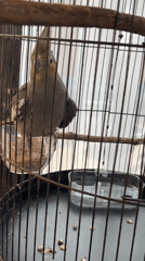 Multiple caged birds — cockatiels and parrots — in Kuta Selatan