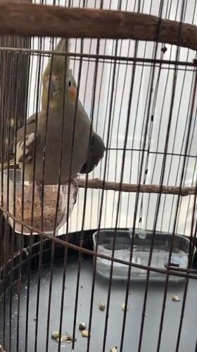 Multiple caged birds — cockatiels and parrots — in Kuta Selatan