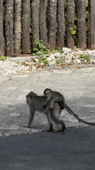 Macaques lounge and groom along a Wonorejo roadside