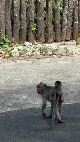 A monkey with a baby clinging to its back walks across a paved area next to a wooden fence. The monkey then moves towards a silver car and sniffs at its headlight.