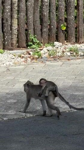 Macaques lounge and groom along a Wonorejo roadside