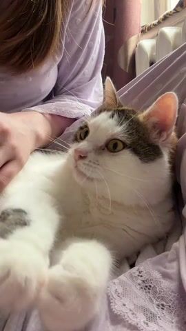 A person's hand is visible in the foreground of the video, petting a white and calico cat. The cat is lying on its back, looking up at the person. The person is wearing a light purple pajama top with lace trim. The cat's paws are extended towards the person's hand. The background is out of focus, but appears to be an indoor setting with a radiator and a window visible. The lighting is soft and warm.