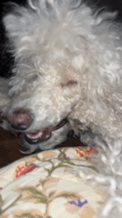 Poodle, artwork, and nighttime street scenes captured Sunday afternoon