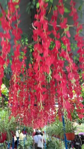 The video captures a view looking down a picturesque walkway or alleyway in Thới Sơn, Vietnam, creating a tunnel-like effect. The overhead space is extensively decorated with an abundance of vibrant red artificial flowers and green artificial leaves, suspended in long, dense clusters from an unseen overhead structure, likely a trellis or roof. These hanging flowers dominate the upper half of the frame, providing a striking visual canopy.

In the background, several people are seen walking through this floral passage, moving away from the camera. Along the sides of the walkway, various potted plants, appearing to be a mix of real and artificial, are arranged, adding to the lush, green aesthetic of the environment. The scene is well-lit, suggesting it is daytime. The overall atmosphere conveyed is one of a decorative, charming, and inviting space, likely an attraction or a specially decorated area. No visible text is present in the video.