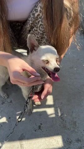 A woman holds a small white and gray dog on a chain in her arms. The dog is panting with its tongue out. The woman is holding a small red object near the dog's mouth. The woman has long brown hair and is wearing a leopard print shirt. The background is a concrete surface. The sun is shining and there are shadows.