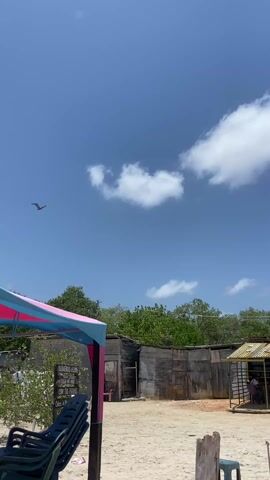 The video shows a bright, sunny day at a beachside location. The sky is clear blue with scattered white clouds. The foreground consists of a sandy area with some simple wooden structures that appear to be small shops or stands. A pink and blue awning structure with some stacked beach chairs underneath can be seen on the left. The vegetation in the background consists of green trees and shrubs. The main focus of the video is a bird flying high in the sky. The bird is dark in color and flies in a straight path against the backdrop of the sky and clouds.
