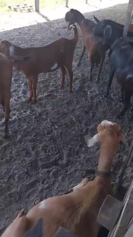 The video shows a group of goats in a pen or barn. The floor is covered in dirt or sand, and there are wooden posts and beams visible, suggesting a structure. Several goats of varying colors, including brown, black, and a reddish-brown, are present. One goat in the foreground is lying down with its head turned away from the camera. The goats appear to be in a natural setting with an open-air enclosure.