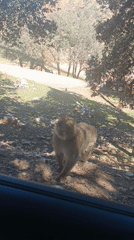 Barbary macaques interact with vehicles in Moroccan forest