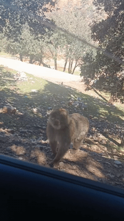 Barbary macaques interact with vehicles in Moroccan forest