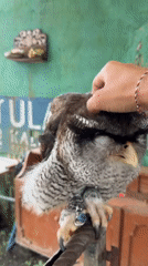 Tourist captures wildlife encounters and temple visits in Bali