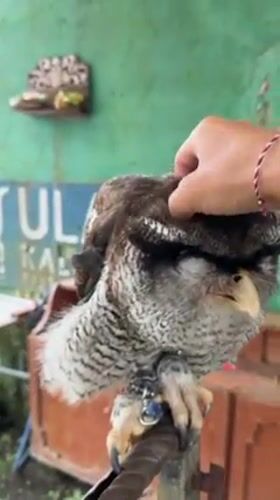 Tourist captures wildlife encounters and temple visits in Bali