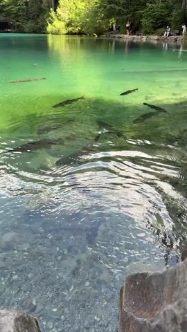 The video shows a clear turquoise lake with several large fish swimming in it. The lake is surrounded by trees and there are some people standing on the shore in the background. The water is shallow enough to see the rocky bottom. The fish are dark in color and appear to be a species of trout. The sun is shining and the water is sparkling.