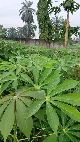 A medium shot captures an outdoor scene dominated by lush green plants. The foreground is filled with a dense field of plants with distinctive palmate leaves, likely cassava plants, some bearing water droplets, suggesting recent rain. In the midground, a papaya tree stands tall, laden with green papayas. Behind the papaya tree, a tall, slender tree with dark foliage is visible, and beyond that, palm trees are scattered. A low concrete wall runs across the background, partially obscuring the view of what appears to be buildings in the distance. The sky is overcast, indicating a cloudy day. The camera pans slowly to the right, revealing more of the dense foliage and the papaya tree. There are no people or animals visible in the frame. The overall impression is one of natural growth in a cultivated or semi-cultivated environment.