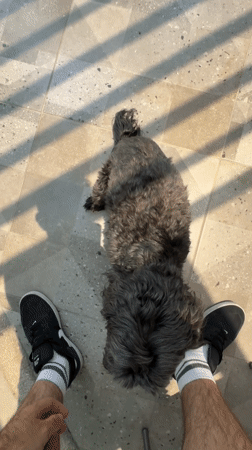 Person enjoys afternoon snack with dog in Mexican home