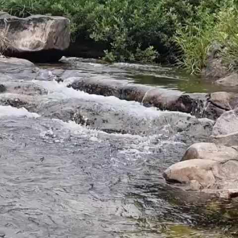 A gentle stream flows over a series of rocks. Lush green foliage lines the banks of the stream. The water is clear and reflects the surrounding greenery. The scene appears peaceful and natural.