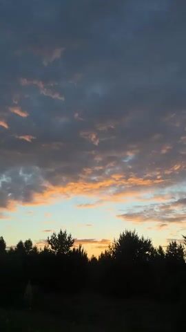 A vertical video captures a twilight sky with scattered clouds tinged with orange and pink hues. A dense line of silhouetted evergreen trees forms the bottom third of the frame, with a sliver of dark grass visible in the lower foreground. The video pans slowly from left to right, revealing more of the tree line and the changing sky. No people or animals are visible.