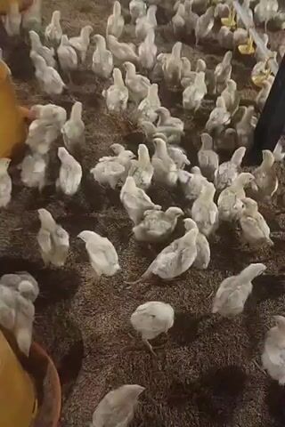 A flock of young chickens are gathered on a floor covered with hay or straw. Some chickens are standing, while others are sitting or lying down. A few chickens are clustered together, while others are more spread out. The chickens are mostly white or light-colored. The scene appears to be an indoor enclosure, possibly a farm or hatchery. There are yellow feeders visible in the background, and a black object that could be a post or support beam. The lighting is dim, suggesting it might be early morning or evening, or that the enclosure is intentionally kept dimly lit. There are no humans or other animals visible in the frame.