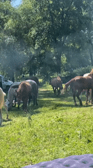Riverside summer day: horses, paddleboarding, and a camp setup